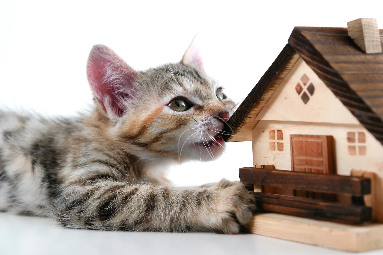 How to Build a Pet Policy That Attracts Tenants and Protects Your Hooper Rental